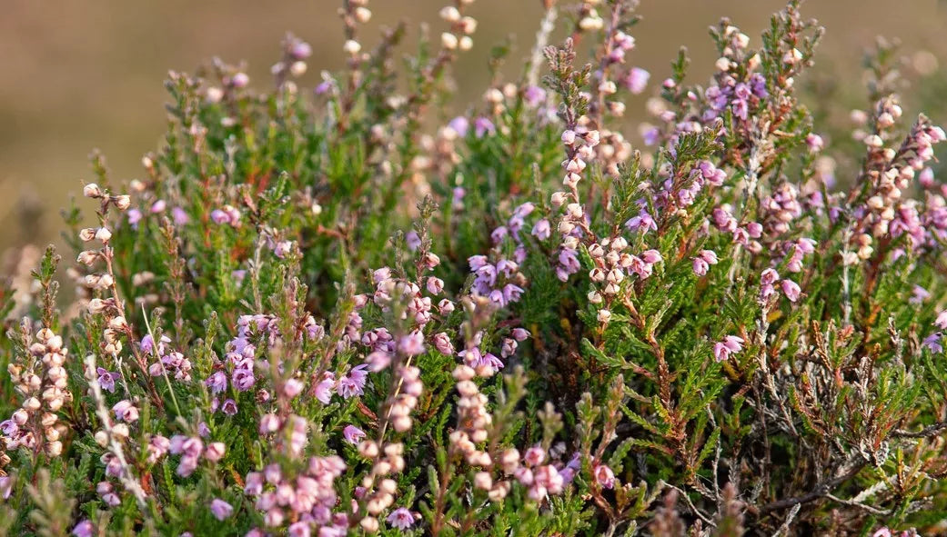 Organic Greek Thyme Honey - Telia