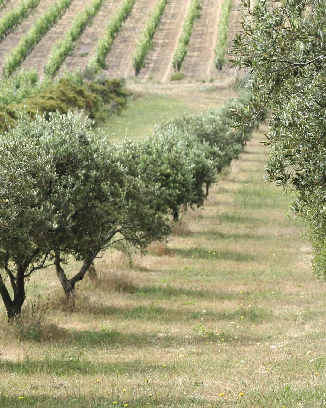 Black truffle flavour aromatic olive oil - A l'Olivier